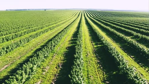 Extensive Field with Rows of Currant - Wide Angle Lens, Aerial Video