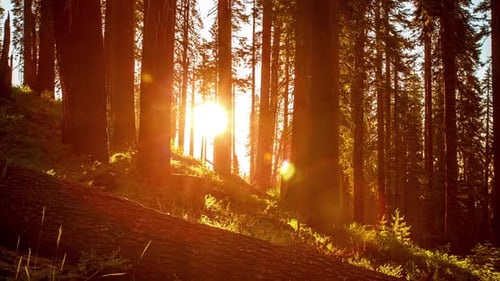 Bäume, Sonnenuntergang, Zeitraffer