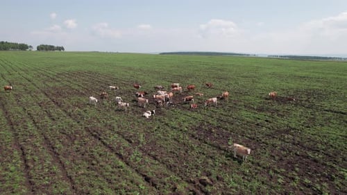 Aerial Drone Shot of Cows Grazing on Pasture Landscape