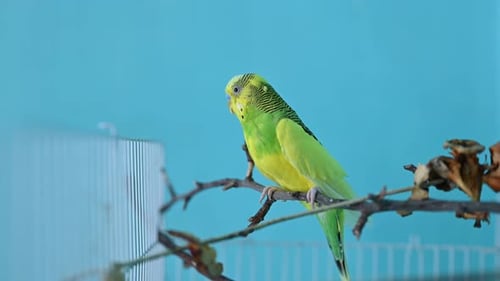 One Green Parrot Sits on a Cagea Gainst Blue Backdrop