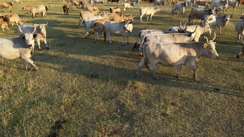 Cattle Herd Grazing in Rural Grassy Field