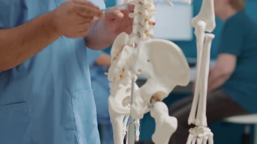 Medical Professional Demonstrates Human Skeleton Anatomy in Hospital