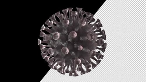 Corona Virus