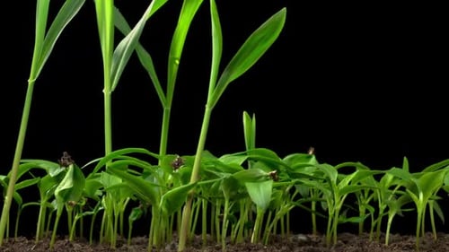 Time Lapse de crescimento de plantas de pimentão doce