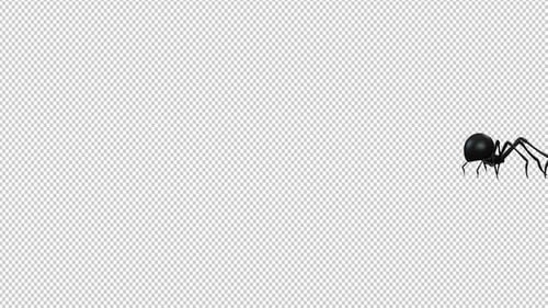 Spider Walk Over Screen