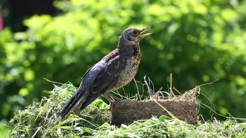 Fledgling Bird Chirping Near its Nest in Nature