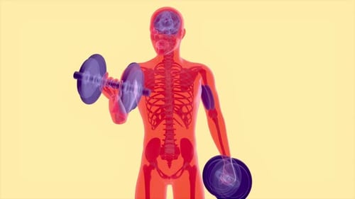 4K anatomy of a X-ray man doing Biceps Curls