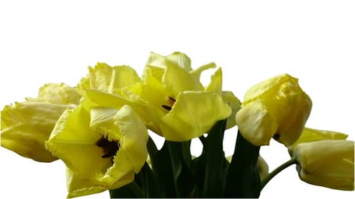 Bright Yellow Tulips Blossoming Against White Background