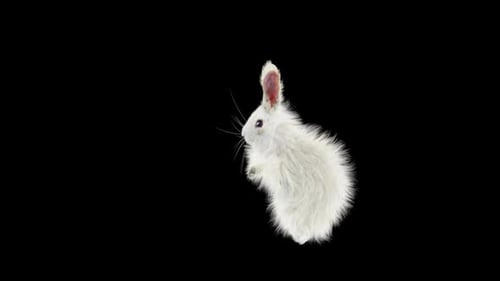 Hase: Tanzen HD