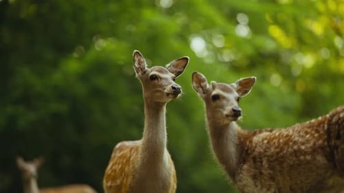 Two Sika Deer Interacting in the Forest