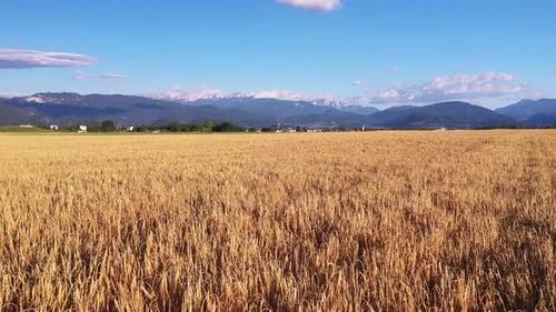 Wheat field in the summer