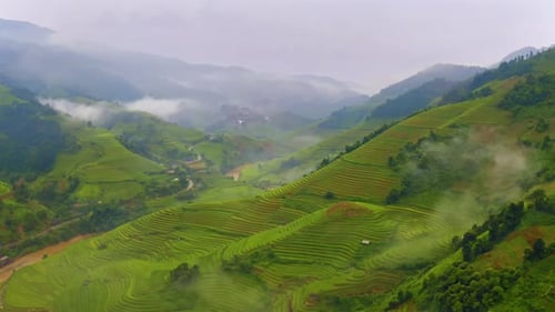 Aerial top view of fresh paddy rice terraces, agricultural fields in Vietnam.