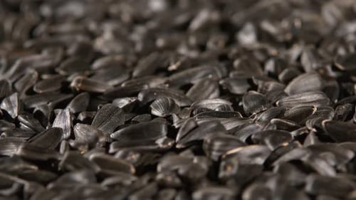Heap of Shiny Black Sunflower Seeds Close Up
