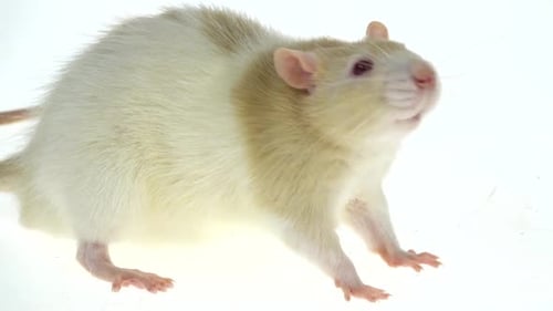 Decorative Cute Rat with Red Eyes Eating Isolated on a White Background in Studio
