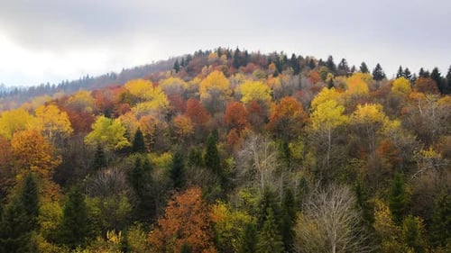 Aerial view of dense green pine forest with canopies of spruce trees and colorful lush