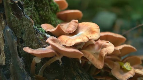 Cluster of Wild Mushrooms Growing on Mossy Stump