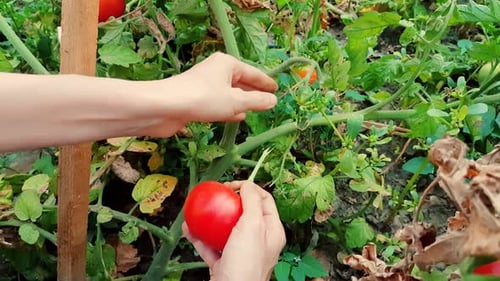 Woman harvesting fresh organic tomatoes in the garden on a sunny day