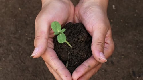 Farmer hand holding a green seed sprout with soil for planting in the ground. Top-down view