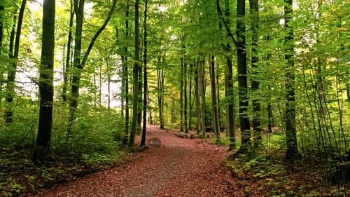 Brown leafy footpath in forest in autumn, Poland