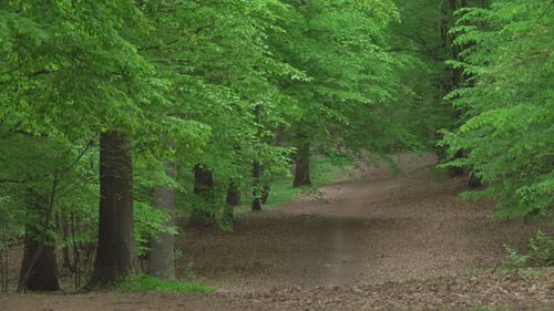 Sunlit Path Through Lush Green Forest