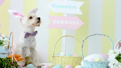 Perro blanco en decoración de Pascua