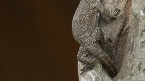Beobachten Sie die tropische Tierwelt