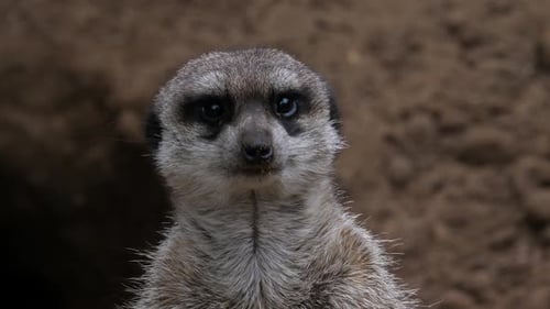 Erdmännchen (auch Suricate genannt) Nahaufnahme