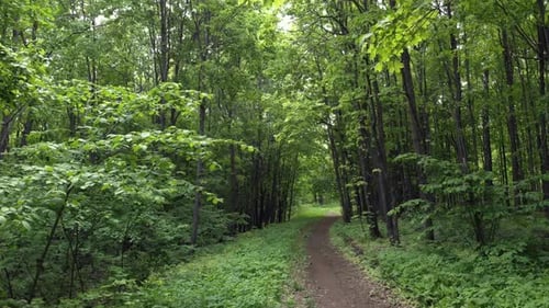 Trail In The Green Forest