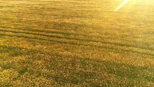 Flying above Golden Wheat Field in Rural Autumn Landscape on Sunny Morning