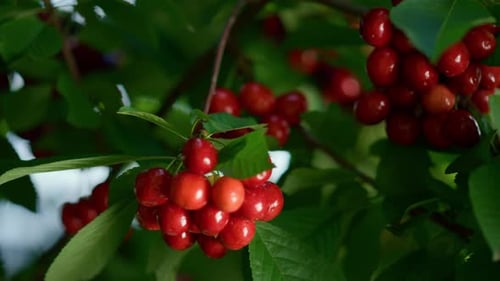 Branche de cerisier mûr sur arbre de ferme