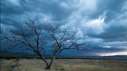 Leafless Tree Stands Against Ominous Sunset Sky