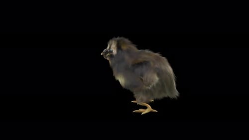 Baby Chick Stands Still on Black Background