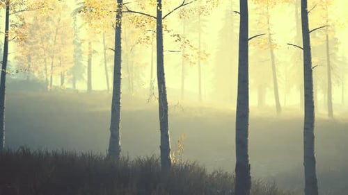 Sunrise Fog in Birch Tree Forest