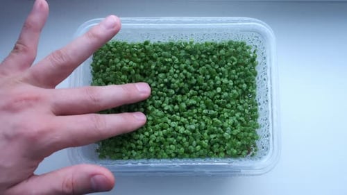 Microverdure touchant la main d'un homme avec de petites feuilles vertes dans un contenant en plastique