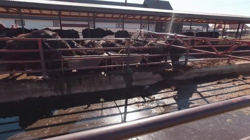 Farm Bulls Drink Water