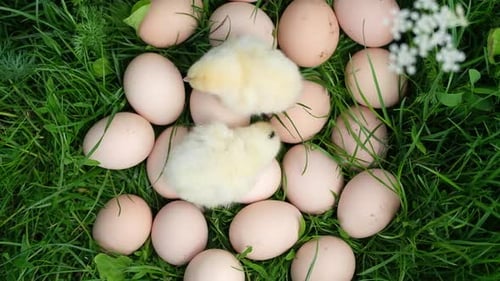 Easter Little Chicks and Eggs on Green Grass