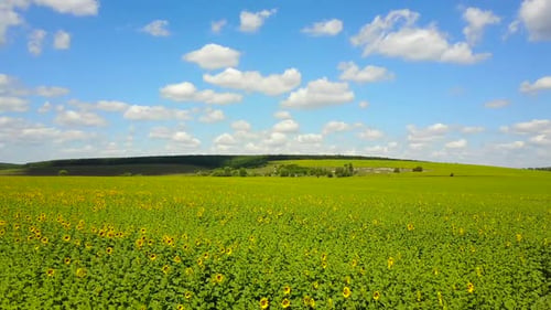 Sonnenblumenfeld mit wolkenblauem Himmel