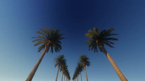 Fondo de palmeras 4K