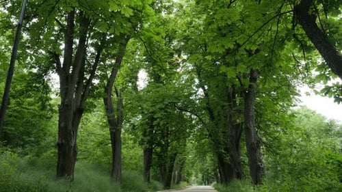 Dark walkway leading through the forest beautiful nature of Kraljevica hill 4K 2160p 30fps UHD tilti