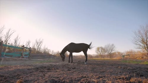 Beautiful Thoroughbred Horse Graze in the Meadow, Eat Grass. Animal Care. Concept of Horses and