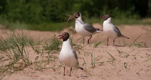 Lustiger Vogel