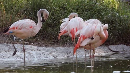 Flamingos in small pond grooming themselves
