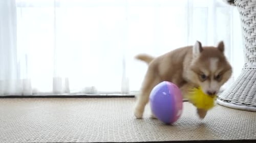 Adorable Puppy Plays with Toy Ball and Feather