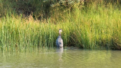 A great blue heron wades at the edge of the wetlands river and tall grass - slow motion