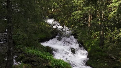 Mountain River Flowing Over the Rocks Between the Trees in Dense Forest