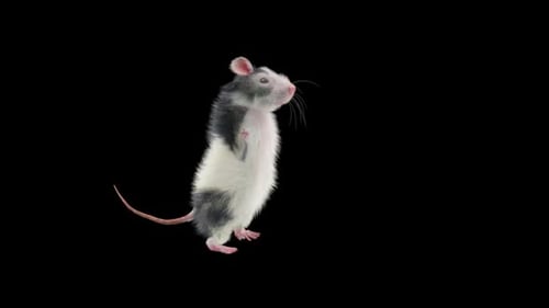3D Animated Rat Standing and Gesturing on Alpha Channel