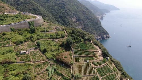 Vines on the hills in Monterosso al Mare town, Cinque Terre, Italy