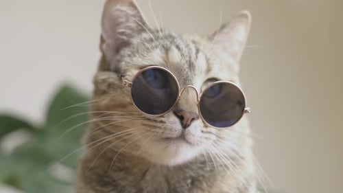 Cool Cat Wearing Sunglasses Indoors