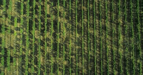 Aerial View Flying Above Rural Ripe Green Vineyard. Overhead, Bird's Eye Establisher. .Italian Trip