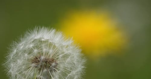 Close-Up of Dandelion and Yellow Flower